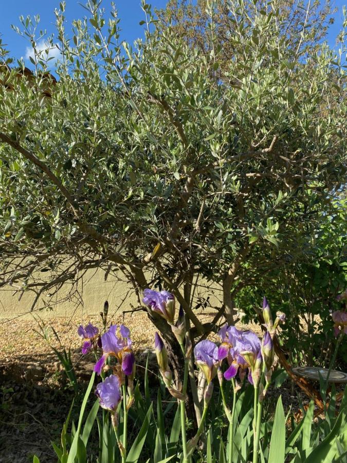Bed and Breakfast L'Eveil En Provence Entrecasteaux Экстерьер фото